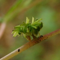 Laportea interrupta (L.) Chew